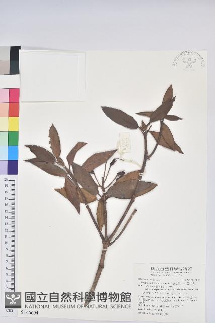 森氏杜鵑、森氏滿江紅藏品圖，第1張