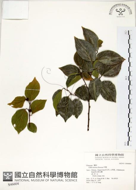 朴樹藏品圖，第1張