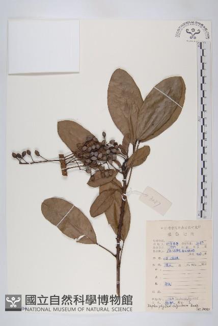 牛耳楓藏品圖，第1張