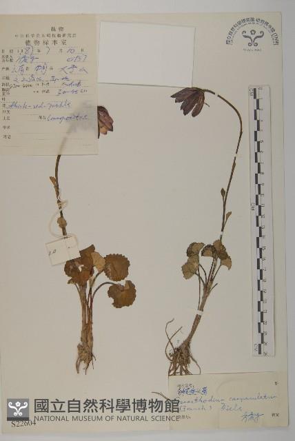 鐘花垂頭菊藏品圖，第1張