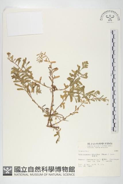 狗娃花藏品圖，第1張