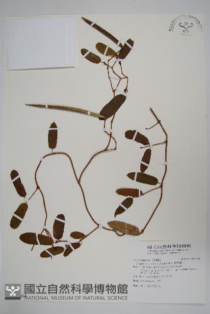 隱鱗藤藏品圖，第1張