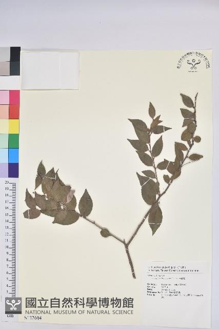 米飯花藏品圖，第1張