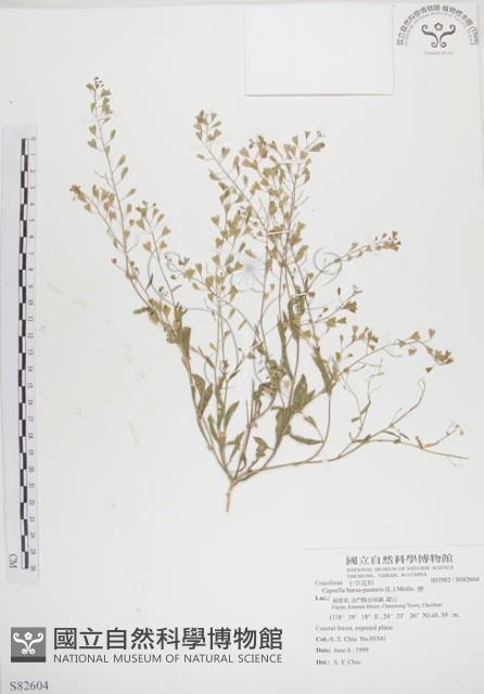 薺藏品圖，第1張