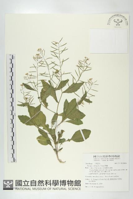 葶藶藏品圖，第1張