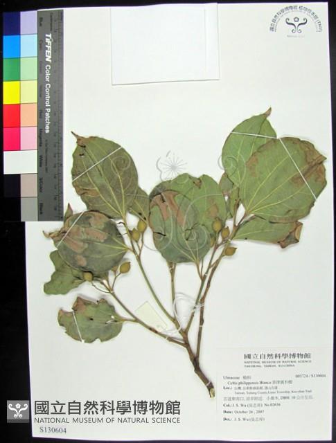 菲律賓朴樹藏品圖，第1張