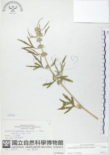 益母草藏品圖，第1張