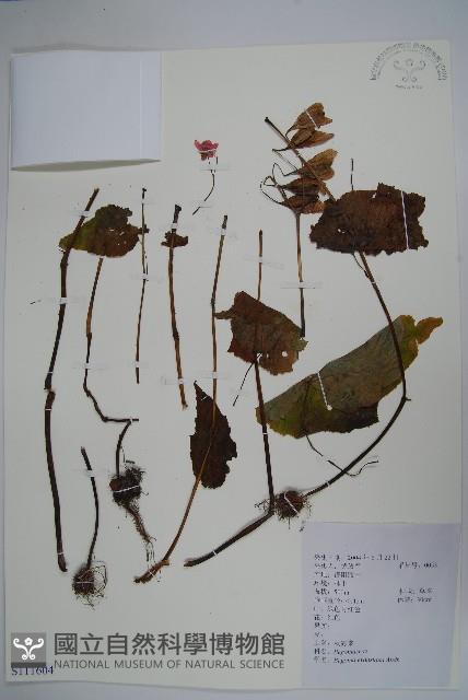 秋海棠藏品圖，第1張