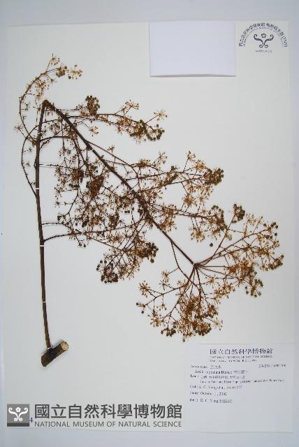 裡白蔥木藏品圖，第1張