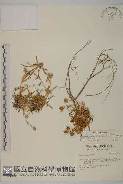 玉山蠅子草藏品圖，第1張