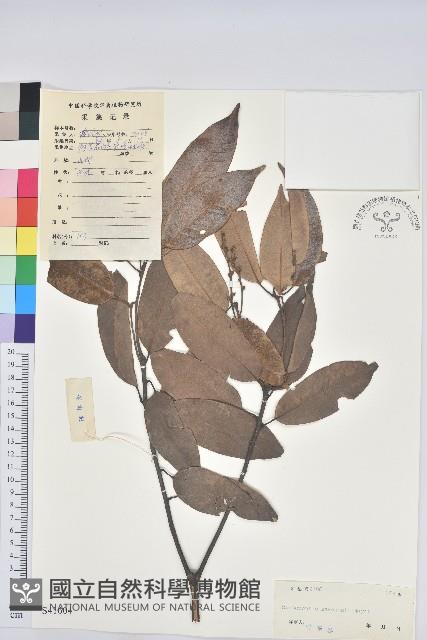 大葉苦櫧藏品圖，第1張