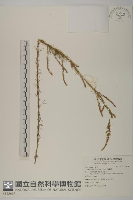 茵蔯蒿藏品圖，第1張