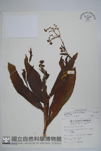 琉璃草藏品圖，第1張