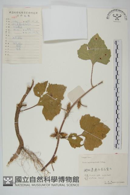 蒼耳藏品圖，第1張