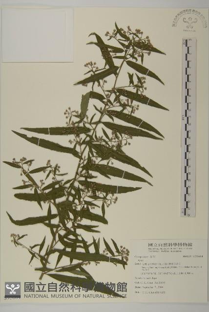 登錄號:S095604藏品圖，第1張