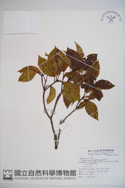 高山莢迷藏品圖，第1張