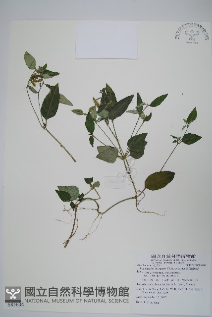 卵葉鱗球花藏品圖，第1張