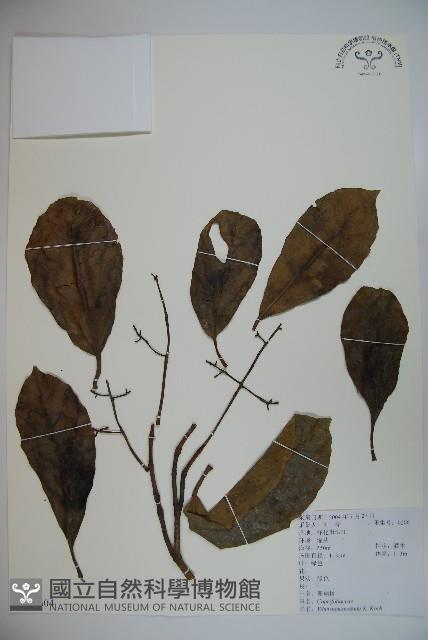 珊瑚樹藏品圖，第1張