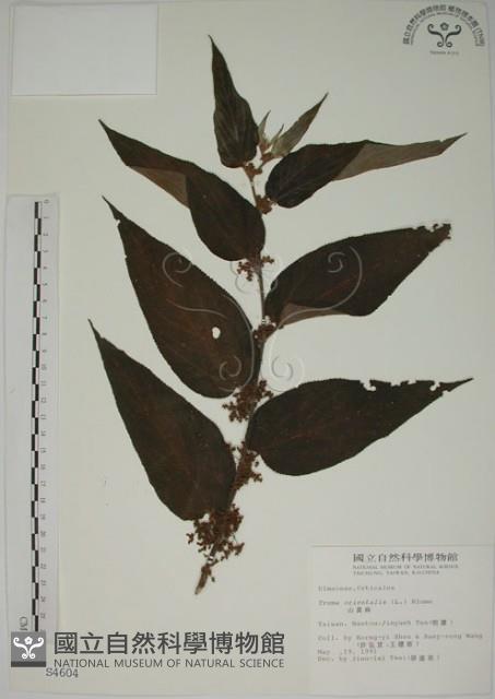 山黃麻藏品圖，第1張