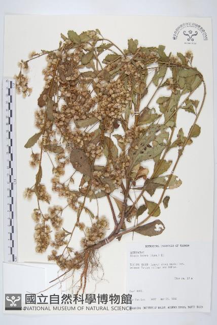 生毛將軍藏品圖，第1張