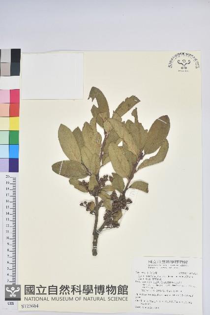 銳葉南燭藏品圖，第1張