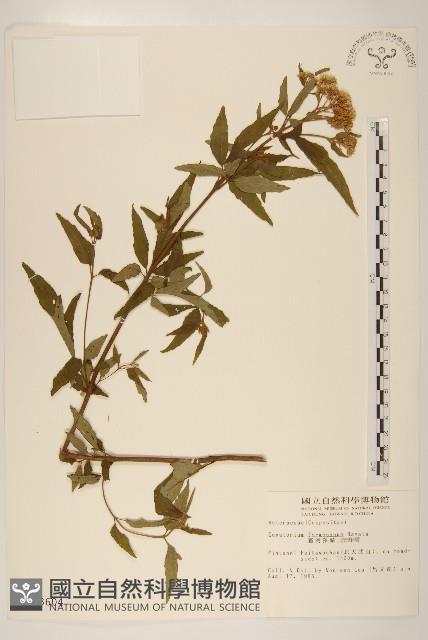 臺灣澤蘭藏品圖，第1張