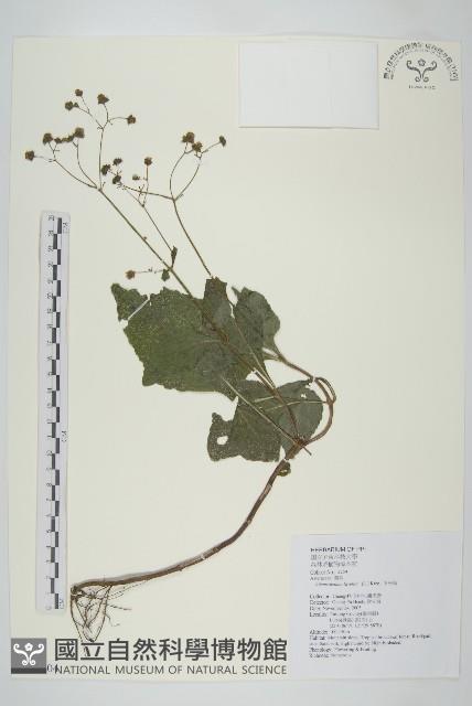 下田菊藏品圖，第1張