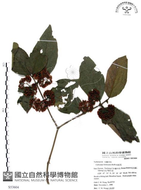 杜虹花，台灣紫珠藏品圖，第1張