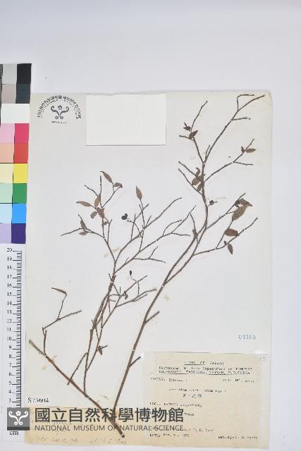 毛蕊花藏品圖，第1張