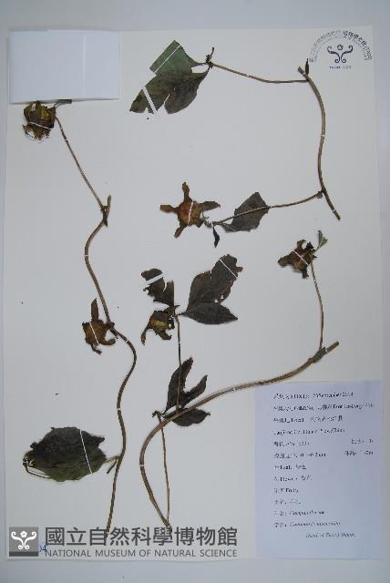 羊乳、四葉參藏品圖，第1張