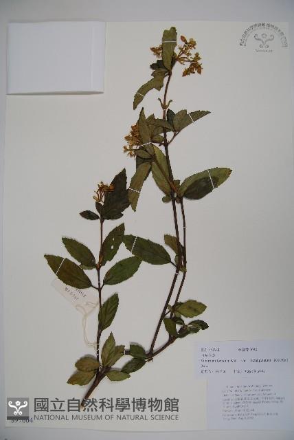 狹葉莢迷藏品圖，第1張