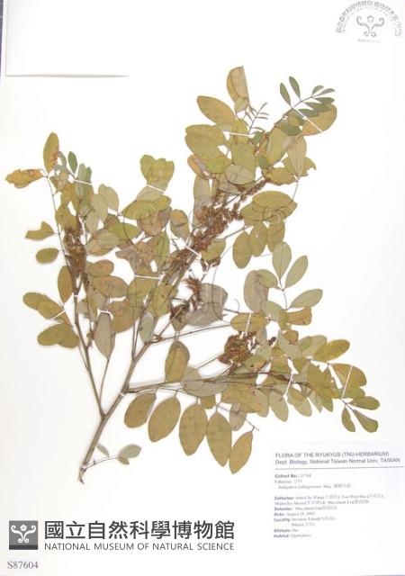 尖葉木藍藏品圖，第1張