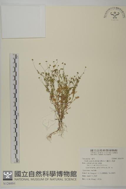 南方山芫荽藏品圖，第1張