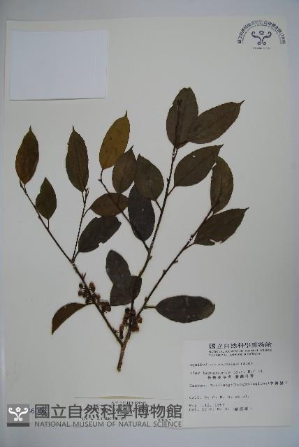 臺灣糊樗藏品圖，第1張