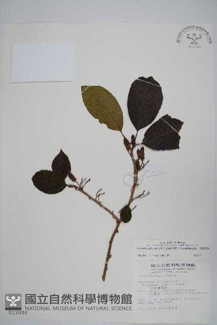 硬齒獼猴桃藏品圖，第1張