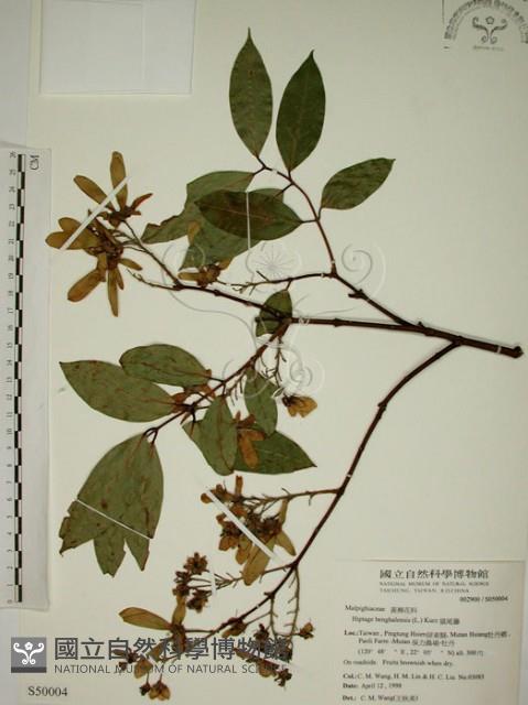 猿尾藤藏品圖，第1張