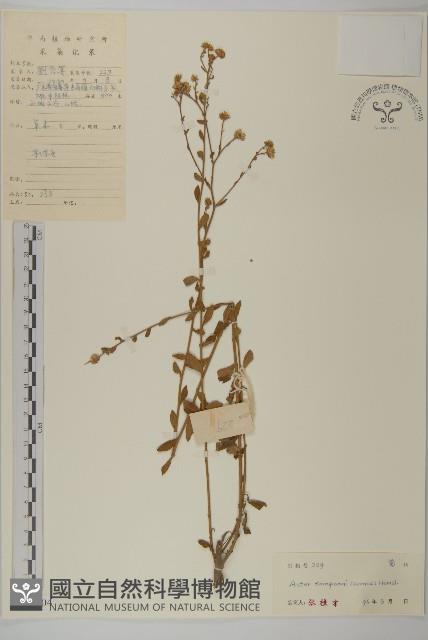 短舌紫菀藏品圖，第1張