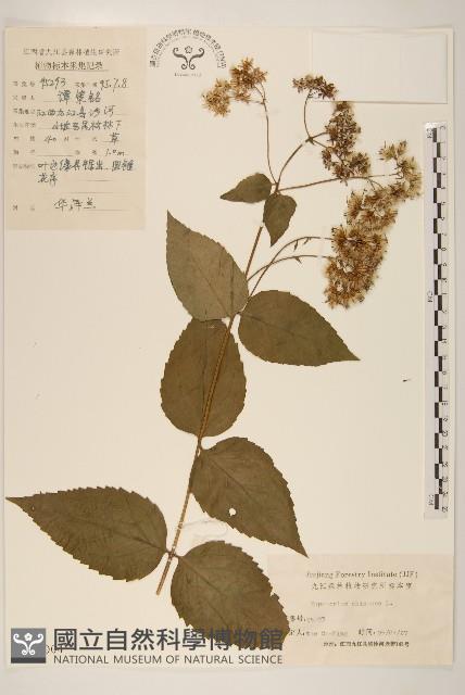 華澤蘭藏品圖，第1張