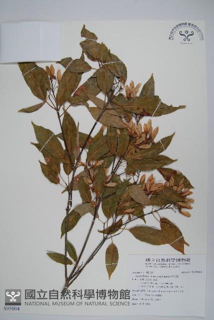 樟葉槭, 飛蛾子樹藏品圖，第1張