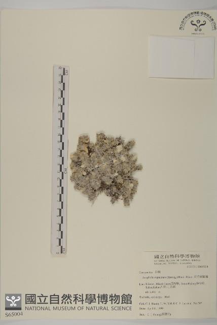 尼泊爾籟簫藏品圖，第1張