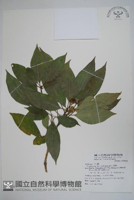 臺灣樹參藏品圖，第1張