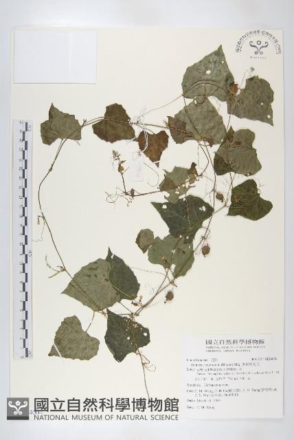 黑果馬交兒藏品圖，第1張