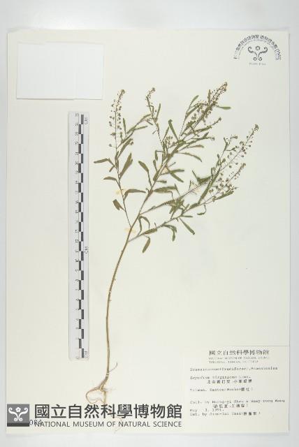 獨行菜藏品圖，第1張