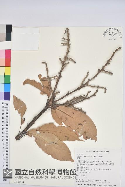 短尾柯、油葉杜、嶺南柯藏品圖，第1張