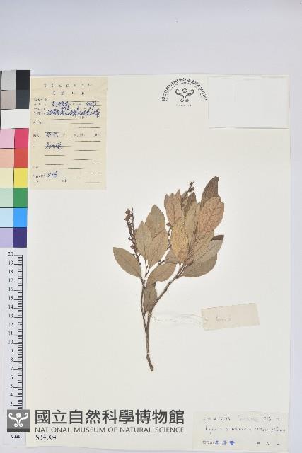 紅脈珍珠花藏品圖，第1張