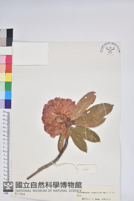 光柱杜鵑藏品圖，第1張