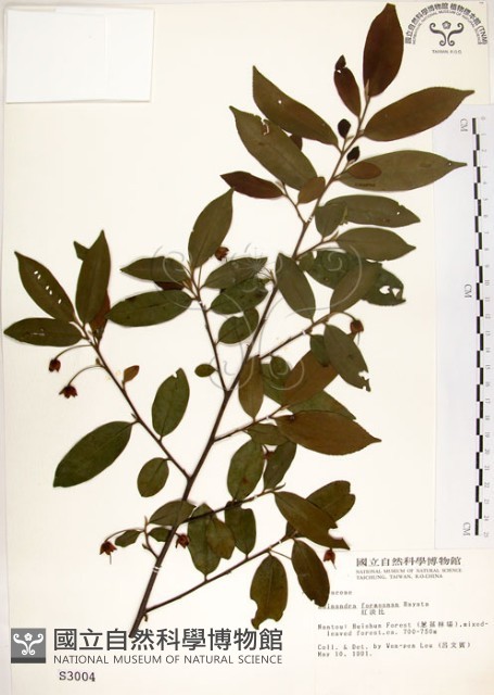 台灣楊桐藏品圖，第1張