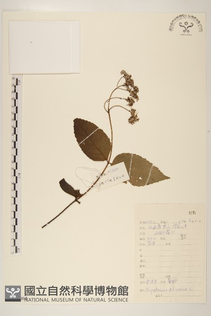 華澤蘭藏品圖，第1張