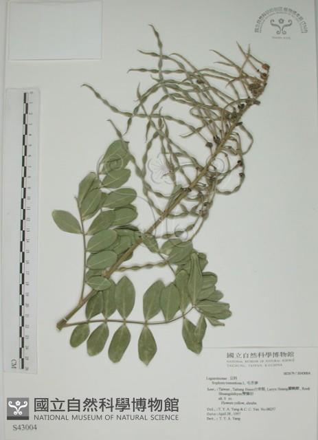 毛苦參藏品圖，第1張