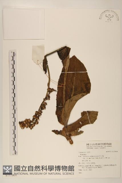 登錄號:S137004藏品圖，第1張